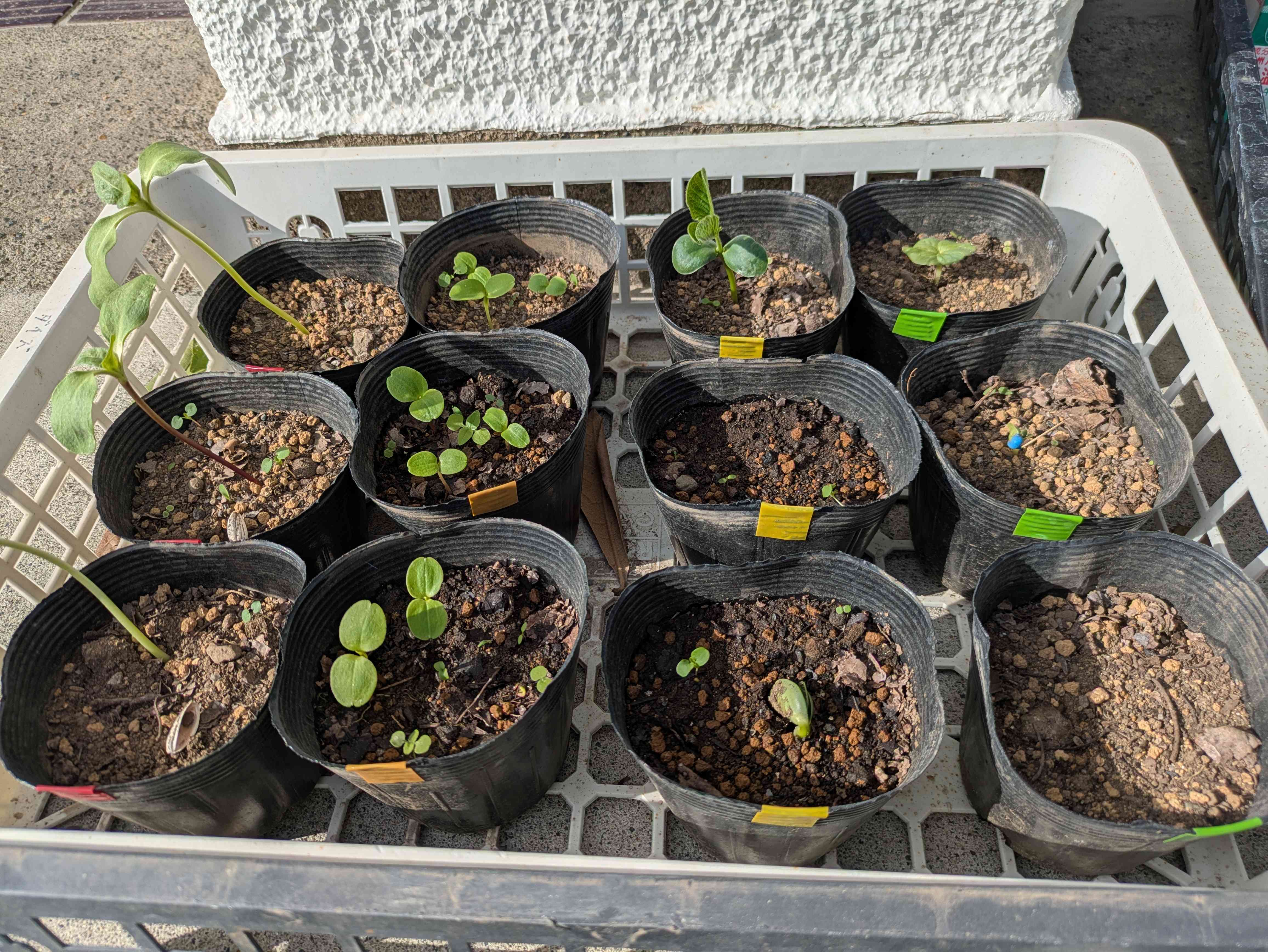 理科　発芽