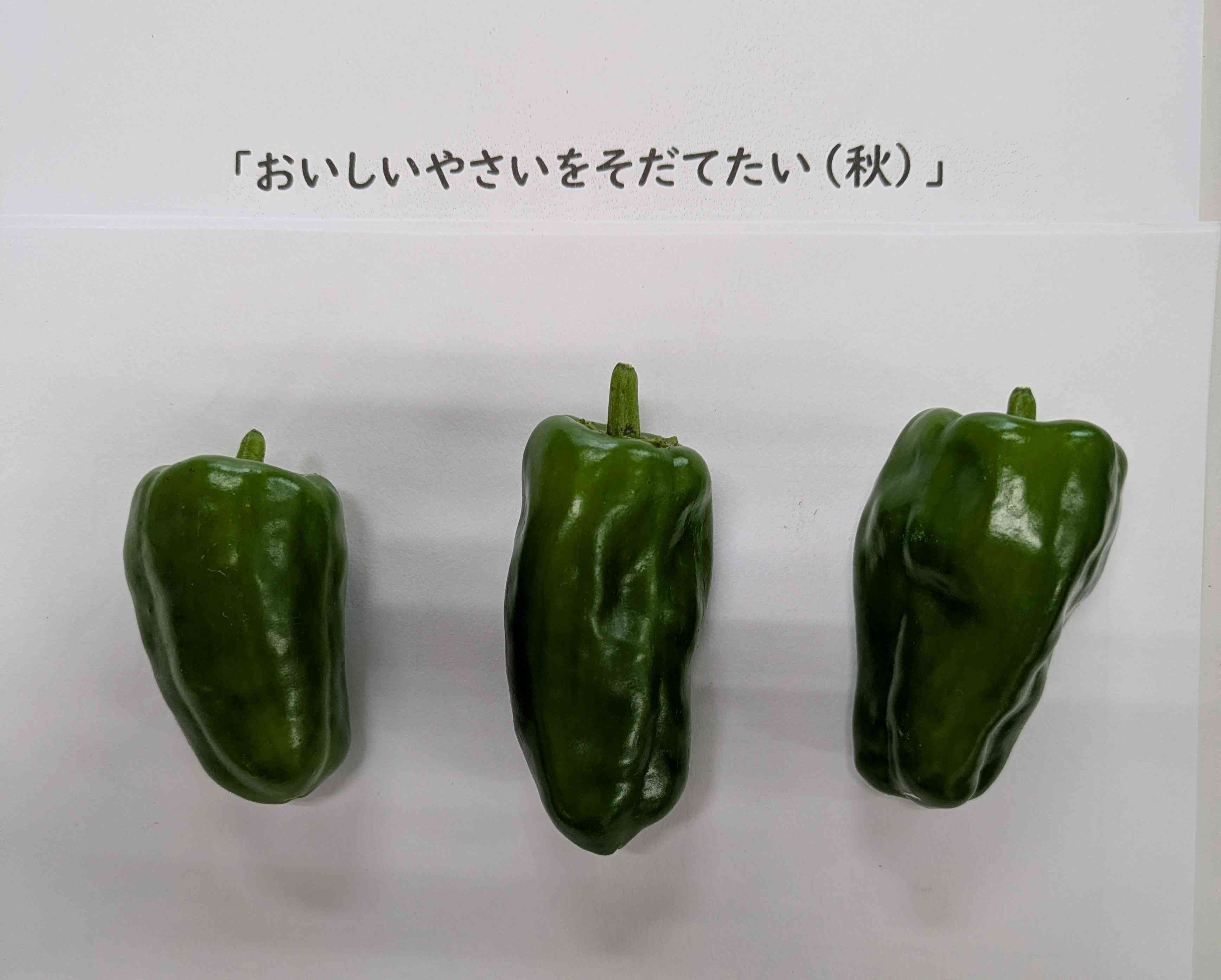 PXL_20260930_033903794