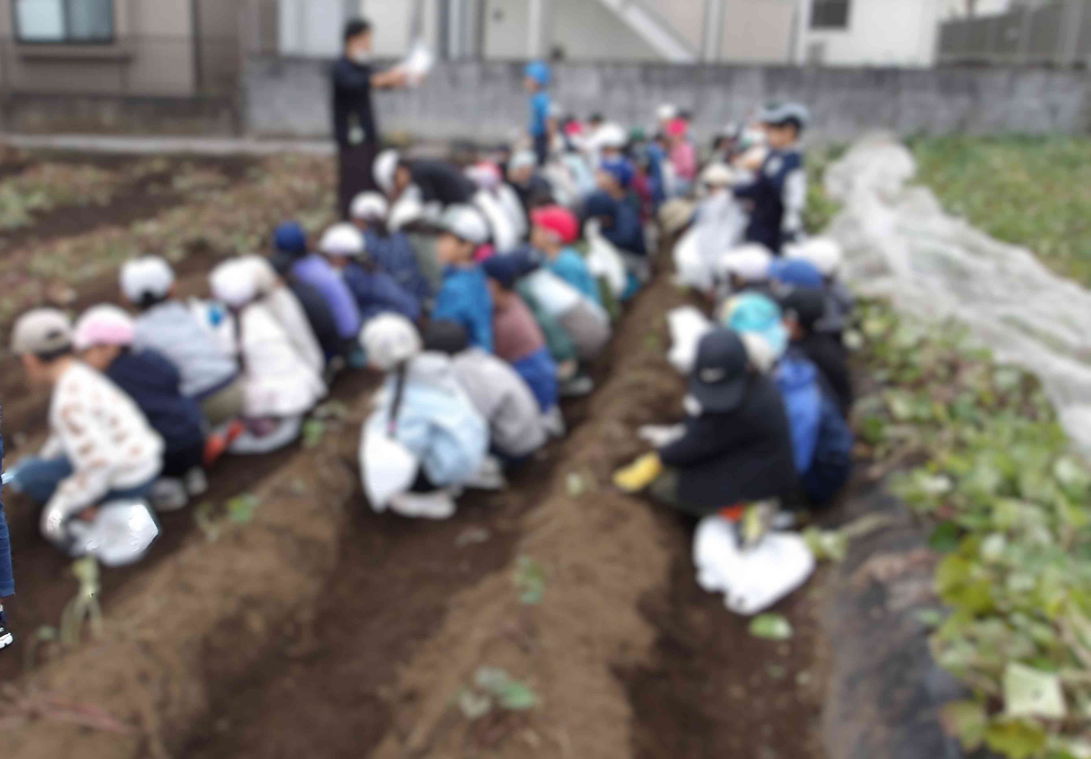 2年サツマイモほり